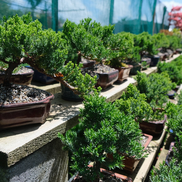 Bonsai Replacement Simply Bonsai NZ