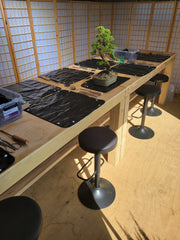 A Year of Bonsai | Four-Part Workshop | Juniper-Simply Bonsai NZ-[Bonsai NZ]-[Buy bonsai NZ]-[Bonsai Tree NZ]-Simply Bonsai NZ