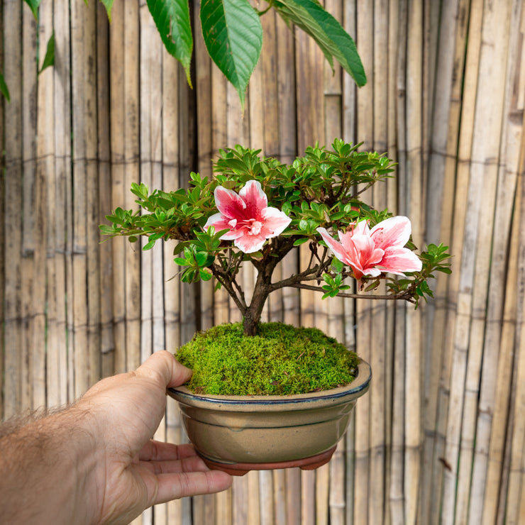 Azalea (Indoor)-Simply Bonsai NZ-[Bonsai NZ]-[Buy bonsai NZ]-[Bonsai Tree NZ]-Simply Bonsai NZ