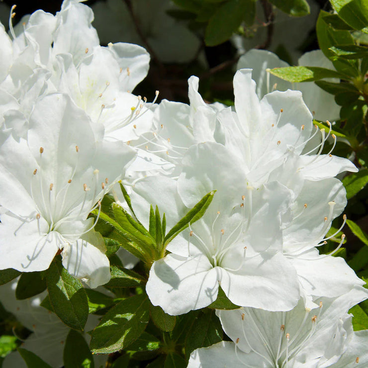 Azalea (Indoor)-Simply Bonsai NZ-[Bonsai NZ]-[Buy bonsai NZ]-[Bonsai Tree NZ]-Simply Bonsai NZ