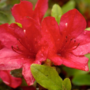 Azalea (Indoor)-Simply Bonsai NZ-[Bonsai NZ]-[Buy bonsai NZ]-[Bonsai Tree NZ]-Simply Bonsai NZ