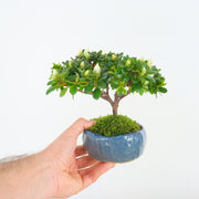 Azalea № 1 (Indoor)-Simply Bonsai-[Bonsai NZ]-[Buy bonsai NZ]-[Bonsai Tree NZ]-Simply Bonsai NZ