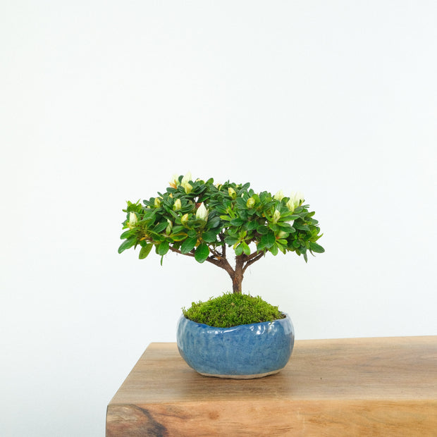 Azalea № 1 (Indoor)-Simply Bonsai-[Bonsai NZ]-[Buy bonsai NZ]-[Bonsai Tree NZ]-Simply Bonsai NZ