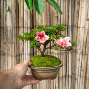 Azalea-Simply Bonsai NZ-[Bonsai NZ]-[Buy bonsai NZ]-[Bonsai Tree NZ]-Simply Bonsai NZ