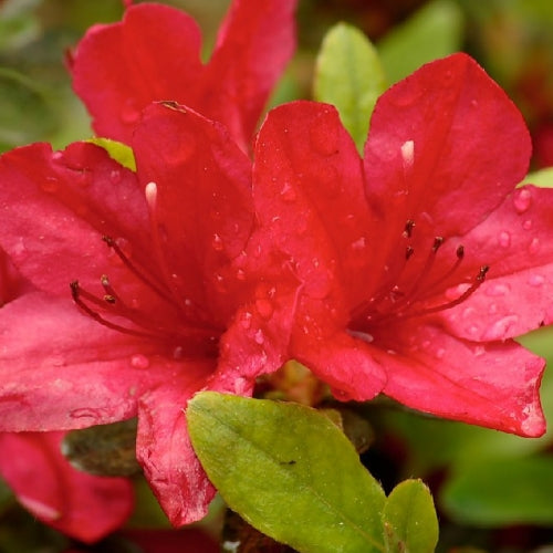 Azalea-Simply Bonsai NZ-[Bonsai NZ]-[Buy bonsai NZ]-[Bonsai Tree NZ]-Simply Bonsai NZ