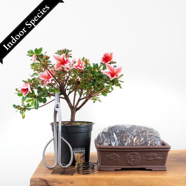 Azalea-Simply Bonsai NZ-[Bonsai NZ]-[Buy bonsai NZ]-[Bonsai Tree NZ]-Simply Bonsai NZ
