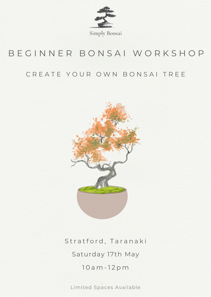 Beginner Bonsai Workshop | Saturday 17th May (Morning)-Simply Bonsai NZ-[Bonsai NZ]-[Buy bonsai NZ]-[Bonsai Tree NZ]-Simply Bonsai NZ
