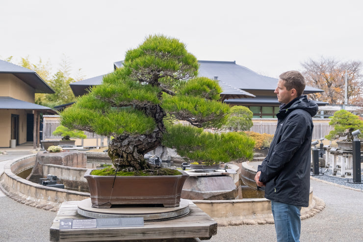 Beginner Bonsai Workshop | Saturday 26th April (Morning)-Simply Bonsai NZ-[Bonsai NZ]-[Buy bonsai NZ]-[Bonsai Tree NZ]-Simply Bonsai NZ