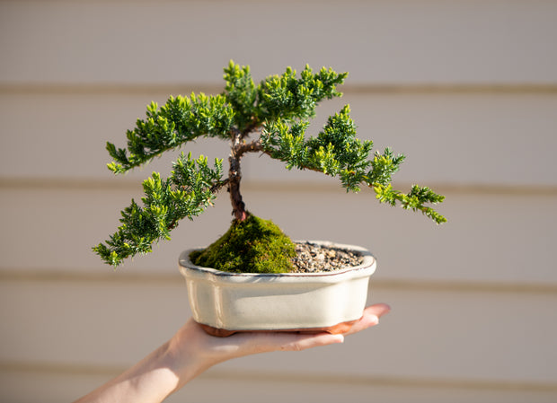 Beginner Bonsai Workshop | Saturday 28th June (Afternoon)-Simply Bonsai NZ-[Bonsai NZ]-[Buy bonsai NZ]-[Bonsai Tree NZ]-Simply Bonsai NZ