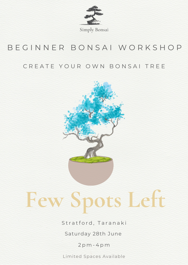 Beginner Bonsai Workshop | Saturday 28th June (Morning)-Simply Bonsai NZ-[Bonsai NZ]-[Buy bonsai NZ]-[Bonsai Tree NZ]-Simply Bonsai NZ