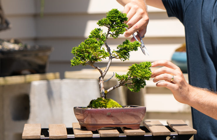 Beginner Bonsai Workshop | Saturday 5th April (Afternoon)-Simply Bonsai NZ-[Bonsai NZ]-[Buy bonsai NZ]-[Bonsai Tree NZ]-Simply Bonsai NZ