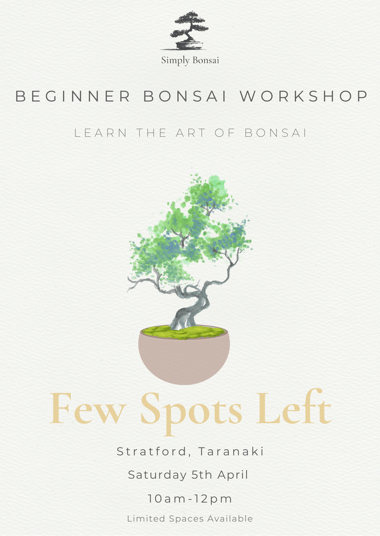 Beginner Bonsai Workshop | Saturday 5th April (Morning)-Simply Bonsai NZ-[Bonsai NZ]-[Buy bonsai NZ]-[Bonsai Tree NZ]-Simply Bonsai NZ