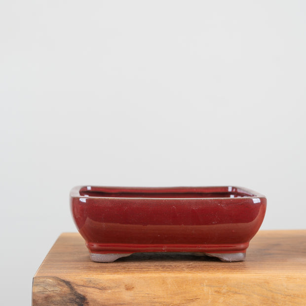 Bonsai Pots (8")-Simply Bonsai NZ-[Bonsai NZ]-[Buy bonsai NZ]-[Bonsai Tree NZ]-Simply Bonsai NZ