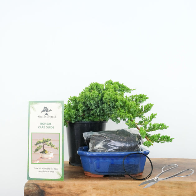 Bonsai Tree Starter Kit NZ Simply Bonsai NZ