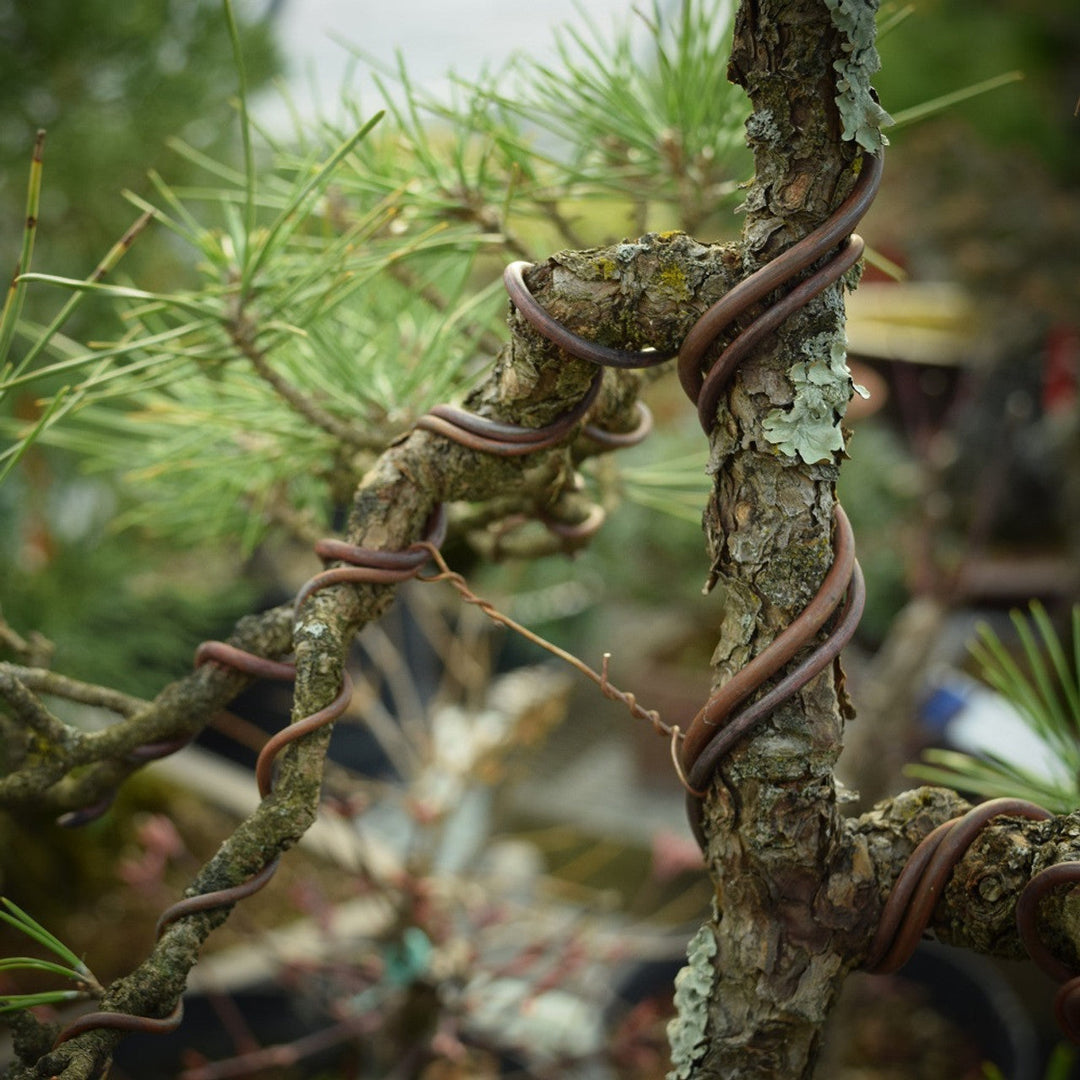 PATIKIL 6mm Taining Wie Fo Bonsai, 1 Oll Floal Wie