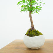 California Redwood № 1-Simply Bonsai-[Bonsai NZ]-[Buy bonsai NZ]-[Bonsai Tree NZ]-Simply Bonsai NZ