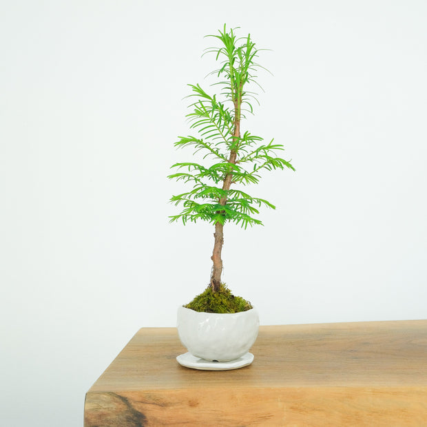 California Redwood № 1-Simply Bonsai-[Bonsai NZ]-[Buy bonsai NZ]-[Bonsai Tree NZ]-Simply Bonsai NZ