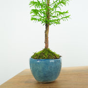 California Redwood № 2-Simply Bonsai-[Bonsai NZ]-[Buy bonsai NZ]-[Bonsai Tree NZ]-Simply Bonsai NZ