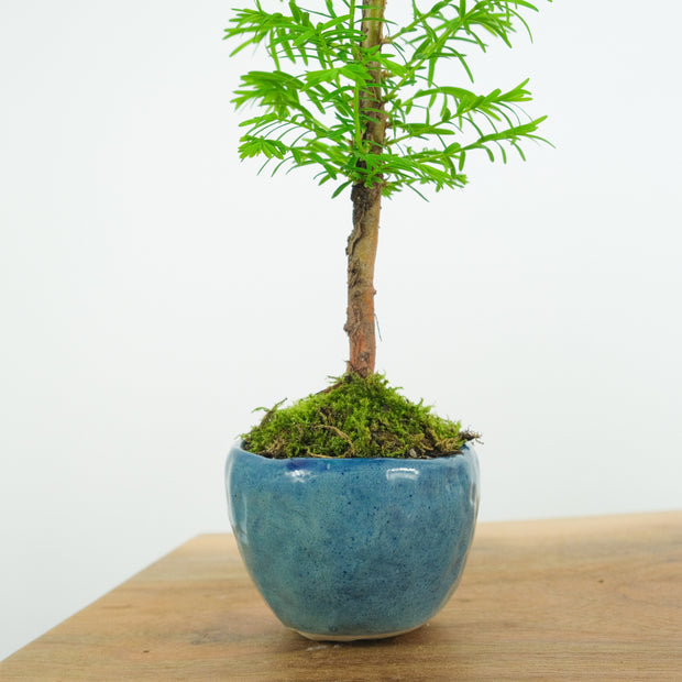 California Redwood № 2-Simply Bonsai-[Bonsai NZ]-[Buy bonsai NZ]-[Bonsai Tree NZ]-Simply Bonsai NZ