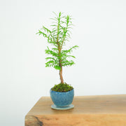 California Redwood № 2-Simply Bonsai-[Bonsai NZ]-[Buy bonsai NZ]-[Bonsai Tree NZ]-Simply Bonsai NZ