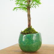 California Redwood № 3-Simply Bonsai-[Bonsai NZ]-[Buy bonsai NZ]-[Bonsai Tree NZ]-Simply Bonsai NZ