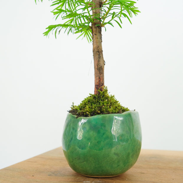 California Redwood № 3-Simply Bonsai-[Bonsai NZ]-[Buy bonsai NZ]-[Bonsai Tree NZ]-Simply Bonsai NZ