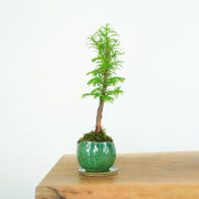 California Redwood № 3-Simply Bonsai-[Bonsai NZ]-[Buy bonsai NZ]-[Bonsai Tree NZ]-Simply Bonsai NZ