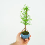 California Redwood № 4-Simply Bonsai-[Bonsai NZ]-[Buy bonsai NZ]-[Bonsai Tree NZ]-Simply Bonsai NZ