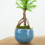 California Redwood № 4-Simply Bonsai-[Bonsai NZ]-[Buy bonsai NZ]-[Bonsai Tree NZ]-Simply Bonsai NZ