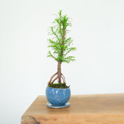 California Redwood № 4-Simply Bonsai-[Bonsai NZ]-[Buy bonsai NZ]-[Bonsai Tree NZ]-Simply Bonsai NZ