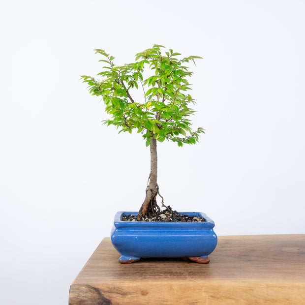 Chinese Elm (Indoor)-Simply Bonsai-[Bonsai NZ]-[Buy bonsai NZ]-[Bonsai Tree NZ]-Simply Bonsai NZ