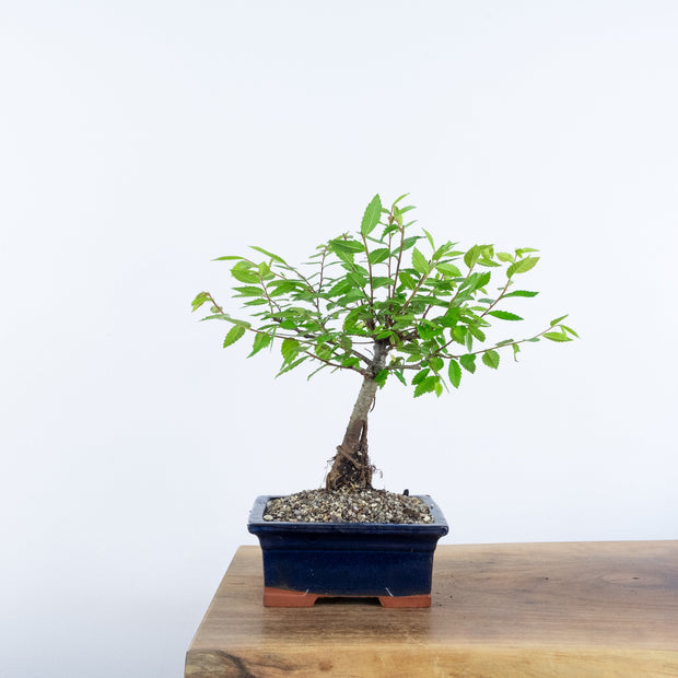 Chinese Elm (Indoor)-Simply Bonsai-[Bonsai NZ]-[Buy bonsai NZ]-[Bonsai Tree NZ]-Simply Bonsai NZ