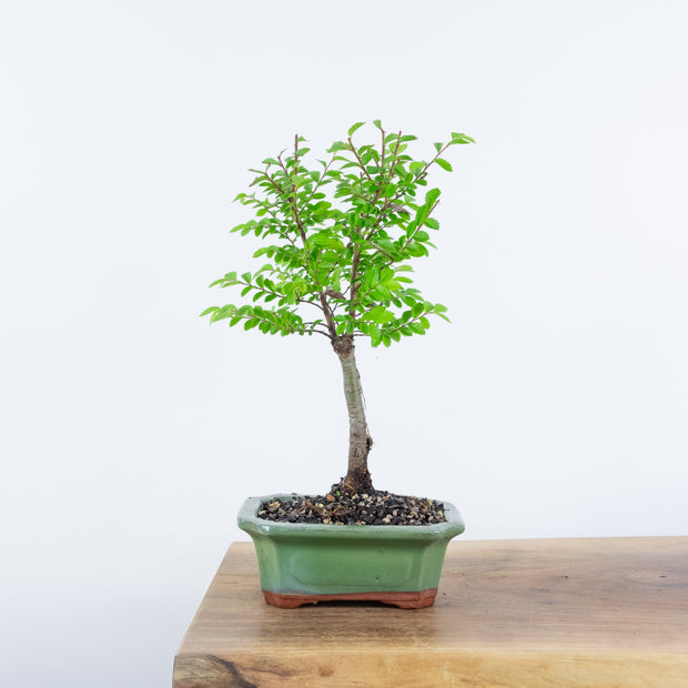 Chinese Elm (Indoor)-Simply Bonsai-[Bonsai NZ]-[Buy bonsai NZ]-[Bonsai Tree NZ]-Simply Bonsai NZ