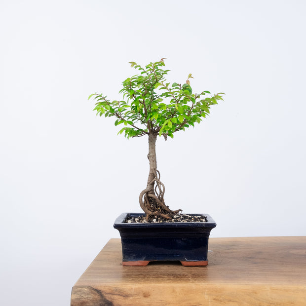 Chinese Elm (Indoor)-Simply Bonsai-[Bonsai NZ]-[Buy bonsai NZ]-[Bonsai Tree NZ]-Simply Bonsai NZ