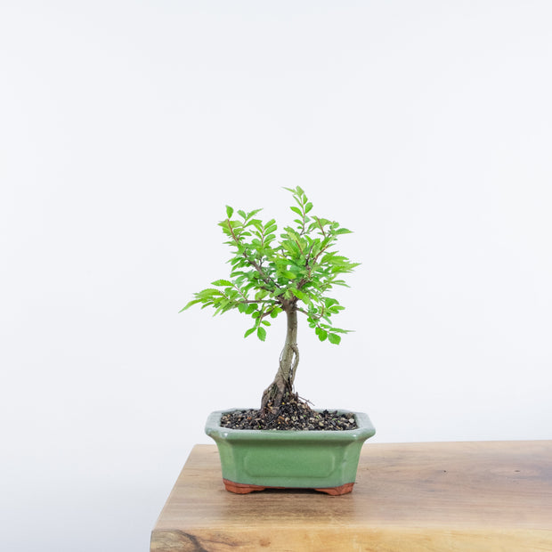 Chinese Elm (Indoor)-Simply Bonsai-[Bonsai NZ]-[Buy bonsai NZ]-[Bonsai Tree NZ]-Simply Bonsai NZ