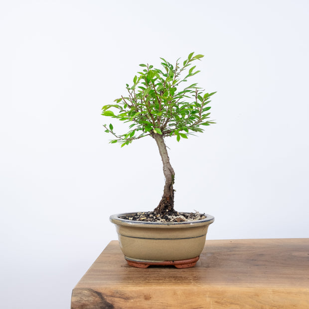 Chinese Elm (Indoor)-Simply Bonsai-[Bonsai NZ]-[Buy bonsai NZ]-[Bonsai Tree NZ]-Simply Bonsai NZ