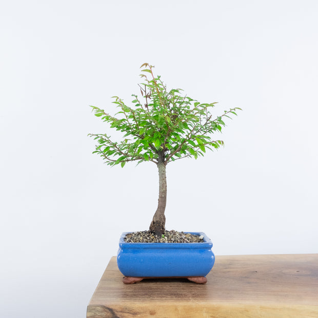 Chinese Elm (Indoor)-Simply Bonsai-[Bonsai NZ]-[Buy bonsai NZ]-[Bonsai Tree NZ]-Simply Bonsai NZ