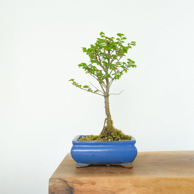 Chinese Elm (Indoor)-Simply Bonsai-[Bonsai NZ]-[Buy bonsai NZ]-[Bonsai Tree NZ]-Simply Bonsai NZ