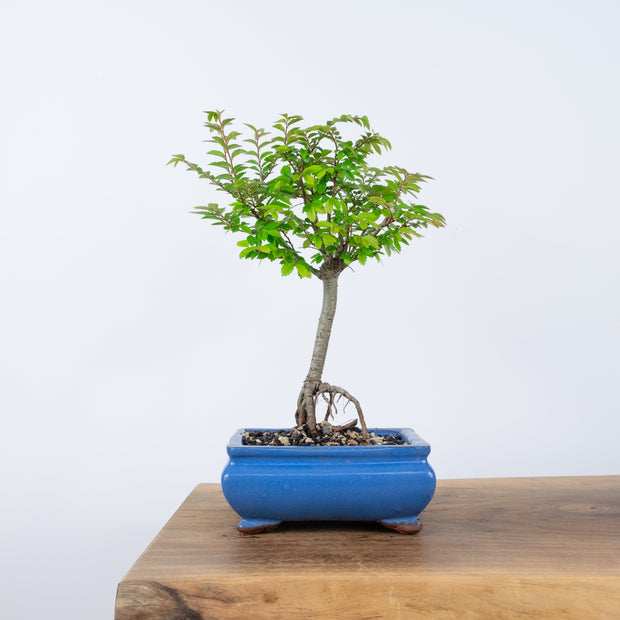 Chinese Elm (Indoor)-Simply Bonsai-[Bonsai NZ]-[Buy bonsai NZ]-[Bonsai Tree NZ]-Simply Bonsai NZ