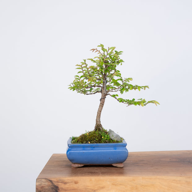 Chinese Elm (Indoor)-Simply Bonsai-[Bonsai NZ]-[Buy bonsai NZ]-[Bonsai Tree NZ]-Simply Bonsai NZ