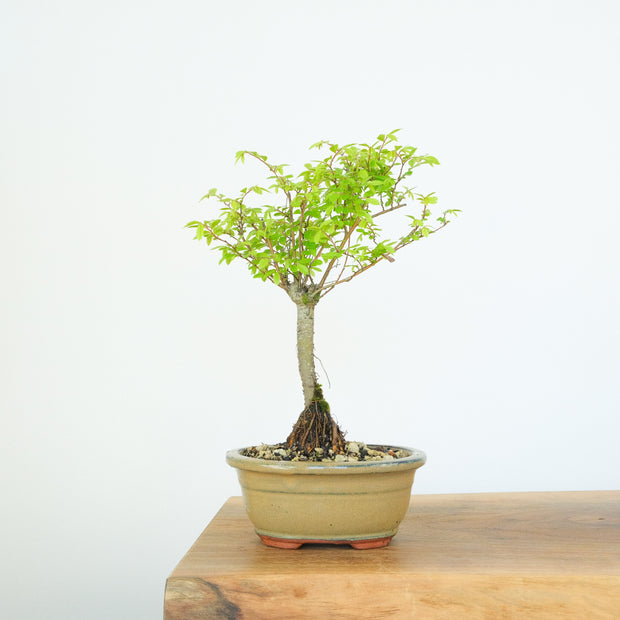 Chinese Elm (Indoor)-Simply Bonsai-[Bonsai NZ]-[Buy bonsai NZ]-[Bonsai Tree NZ]-Simply Bonsai NZ