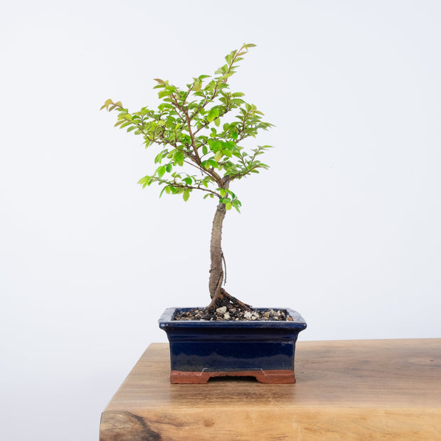 Chinese Elm (Indoor)-Simply Bonsai-[Bonsai NZ]-[Buy bonsai NZ]-[Bonsai Tree NZ]-Simply Bonsai NZ