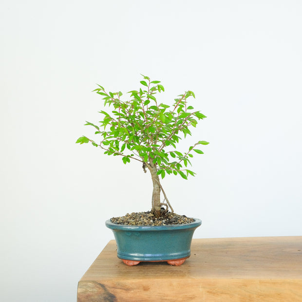 Chinese Elm (Indoor)-Simply Bonsai-[Bonsai NZ]-[Buy bonsai NZ]-[Bonsai Tree NZ]-Simply Bonsai NZ