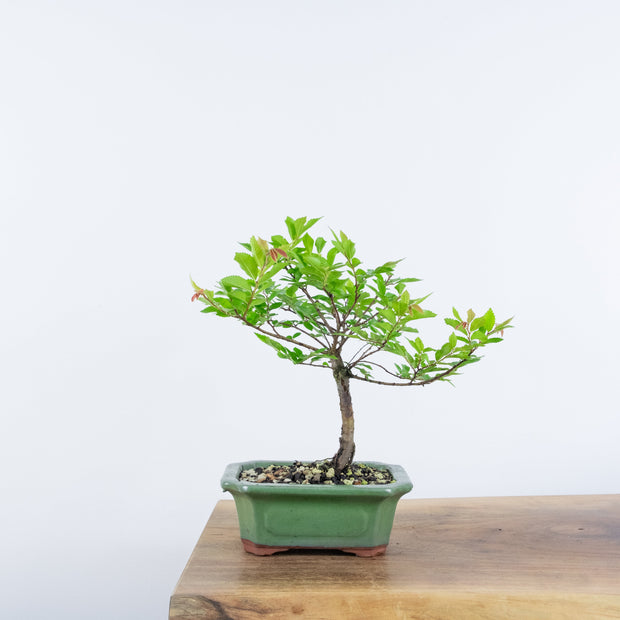 Chinese Elm (Indoor)-Simply Bonsai-[Bonsai NZ]-[Buy bonsai NZ]-[Bonsai Tree NZ]-Simply Bonsai NZ