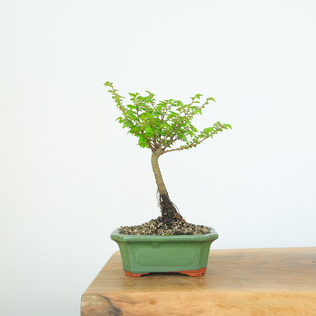 Chinese Elm (Indoor)-Simply Bonsai-[Bonsai NZ]-[Buy bonsai NZ]-[Bonsai Tree NZ]-Simply Bonsai NZ