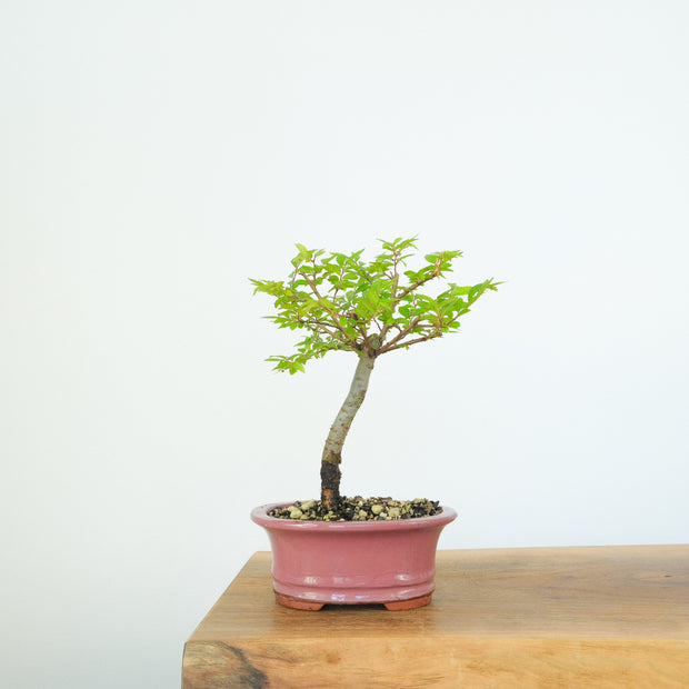 Chinese Elm (Indoor)-Simply Bonsai-[Bonsai NZ]-[Buy bonsai NZ]-[Bonsai Tree NZ]-Simply Bonsai NZ