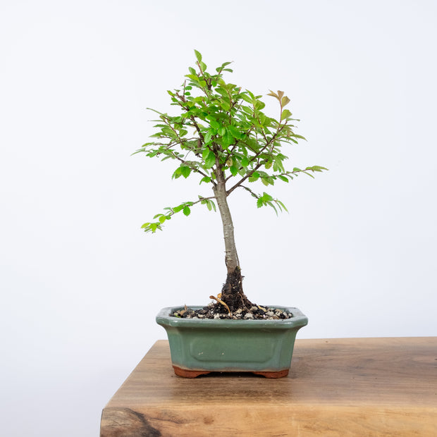 Chinese Elm (Indoor)-Simply Bonsai-[Bonsai NZ]-[Buy bonsai NZ]-[Bonsai Tree NZ]-Simply Bonsai NZ