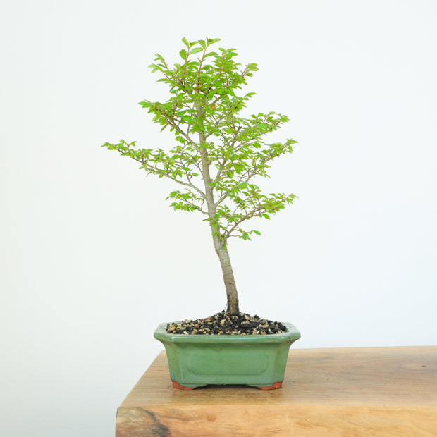 Chinese Elm (Indoor)-Simply Bonsai-[Bonsai NZ]-[Buy bonsai NZ]-[Bonsai Tree NZ]-Simply Bonsai NZ