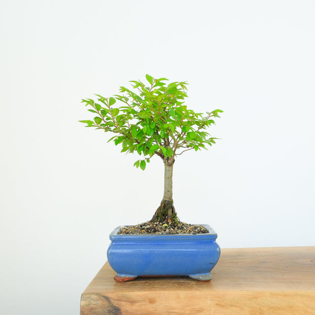 Chinese Elm (Indoor)-Simply Bonsai-[Bonsai NZ]-[Buy bonsai NZ]-[Bonsai Tree NZ]-Simply Bonsai NZ