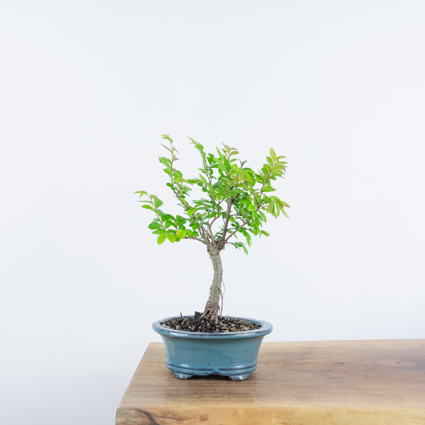 Chinese Elm (Indoor)-Simply Bonsai-[Bonsai NZ]-[Buy bonsai NZ]-[Bonsai Tree NZ]-Simply Bonsai NZ